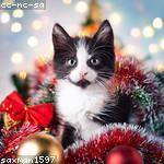 Otho Bashirian Profile Picture