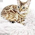 Judah Kuhlman Profile Picture